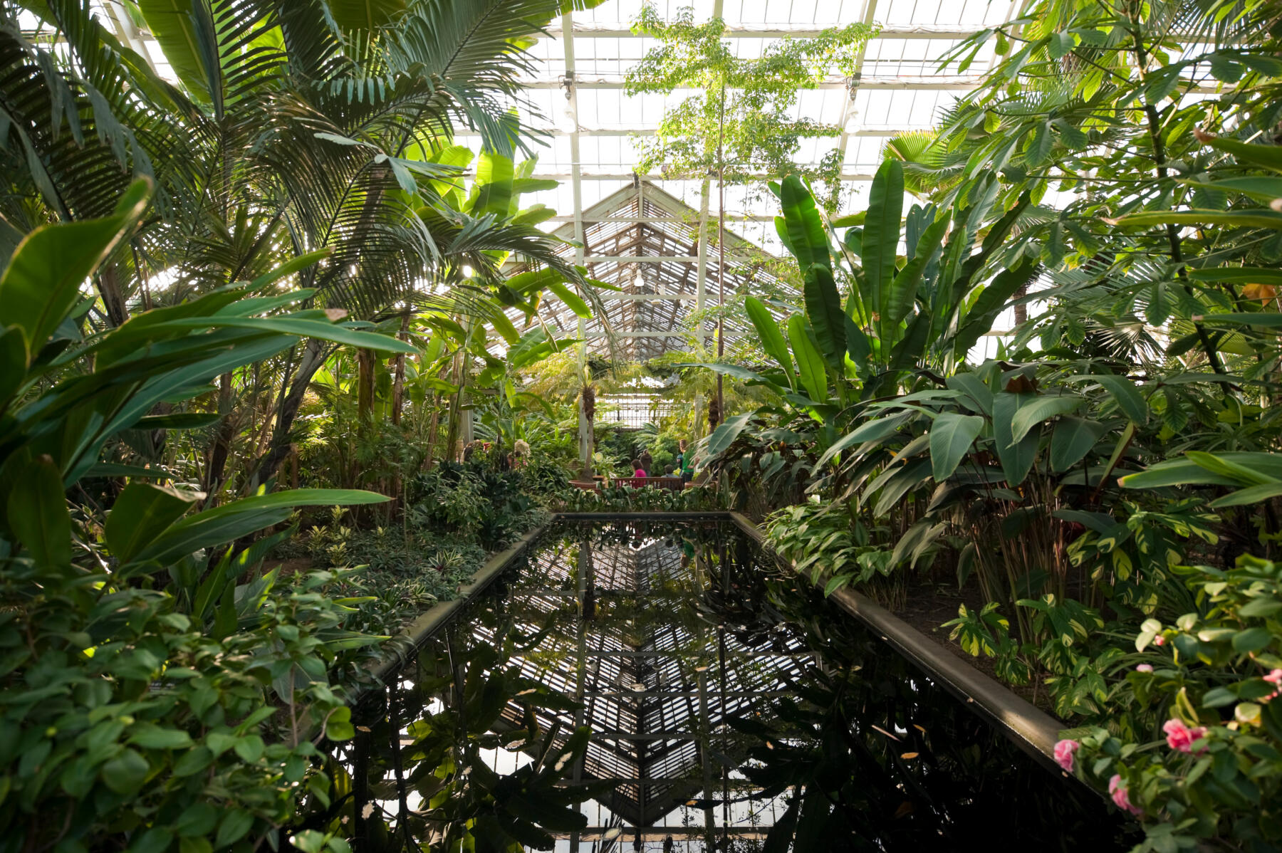Beautiful plants stretch out amongst one another at the Garfield Park Conservatory.